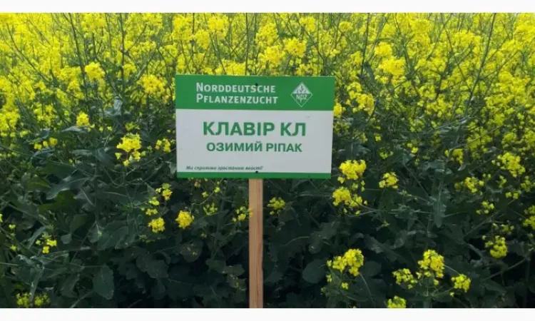 Семена озимого рапса Клавир КЛ – продажа - фото № 1