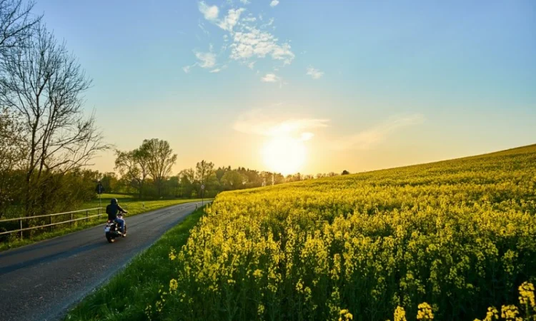 Насіння озимого ріпаку ПТ264 (PT264) BREVANT у продажу - фото № 1
