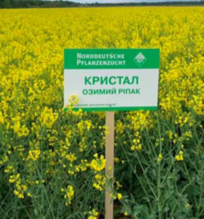 Насіння озимого ріпаку Кристал, Lembke - висока врожайність - фото № 1