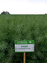 Насіння озимого ріпаку КІКЕР - продаж - фото № 1