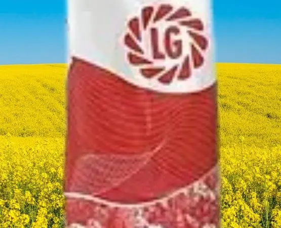 Насіння озимого ріпаку Архітект від виробника Limagrain - фото № 1