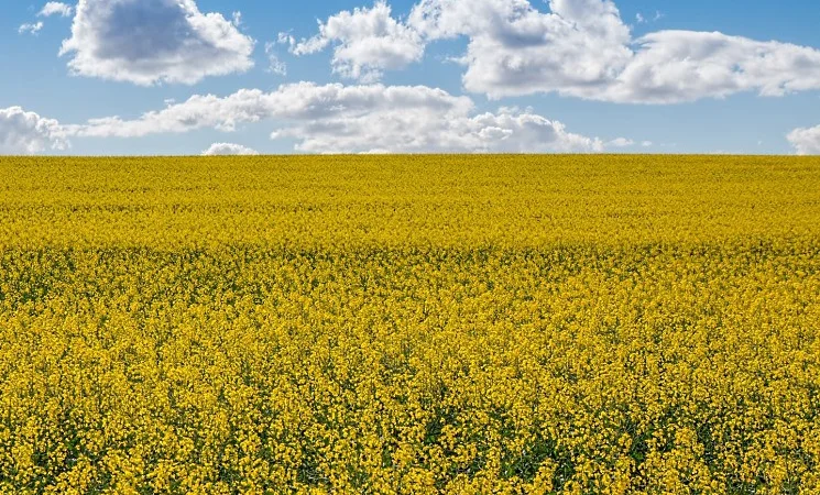 Насіння озимого ріпаку ДК Ексайтед (Декалб) у продажу - фото № 1