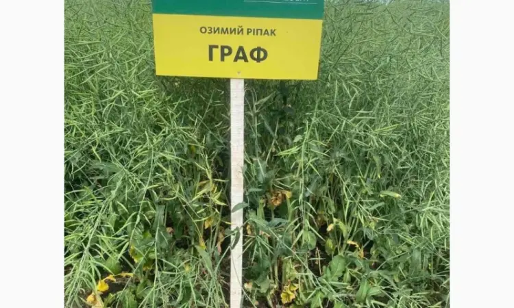 Продаж насіння озимого ріпаку Граф від виробника Заатбау - фото № 2