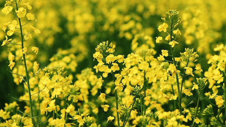 Насіння озимого ріпаку Марк від виробника KWS - фото № 1