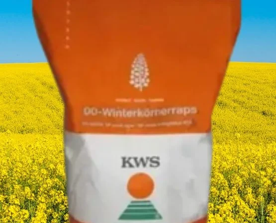 Насіння озимого ріпаку Гибрірок від виробника KWS - фото № 1