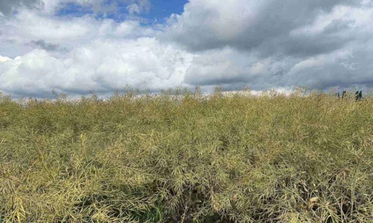 Насіння озимого ріпаку гібрид Ламбер (Classic) в продажу - фото № 1