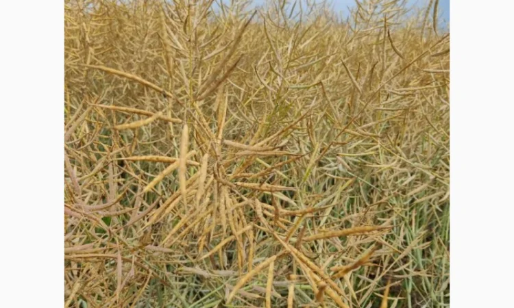 Озимий ріпак Ламбер - високоврожайний сорт - фото № 2