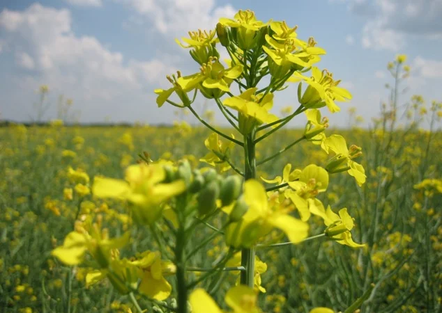 Насіння озимого ріпаку ДК Імпрешн від виробника - фото № 1