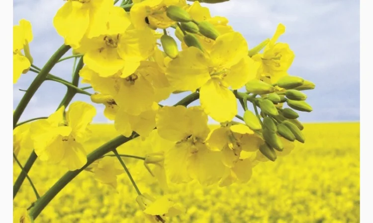 Семена озимого рапса гибрида Маркус (Classic) - фото № 1