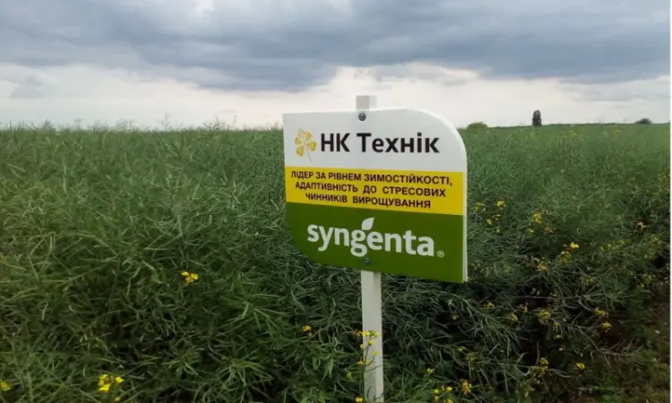 Насіння озимого ріпаку НК Технік від Сингента - фото № 2