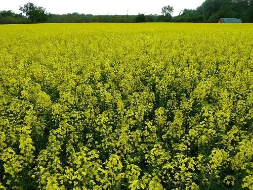 Продажа семян озимого рапса ДК Импортер "Декалб (Dekalb)" - фото № 1