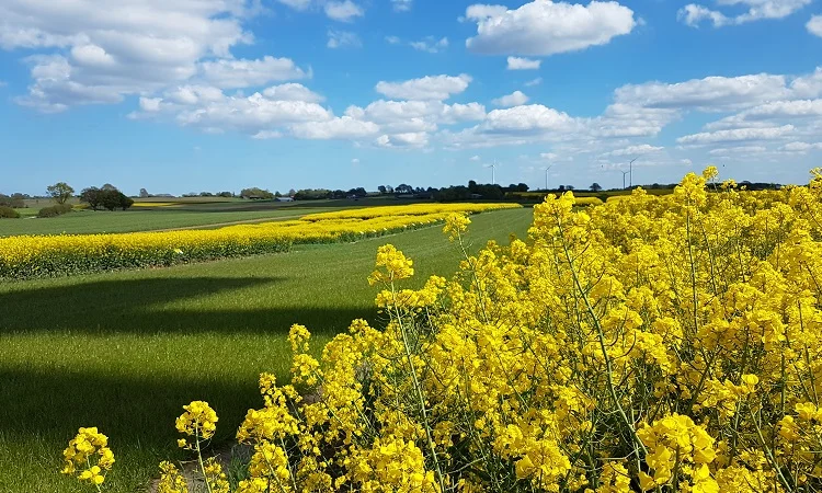 Озимий ріпак PX128 (ПХ128) BREVANT - Високий врожай - фото № 1