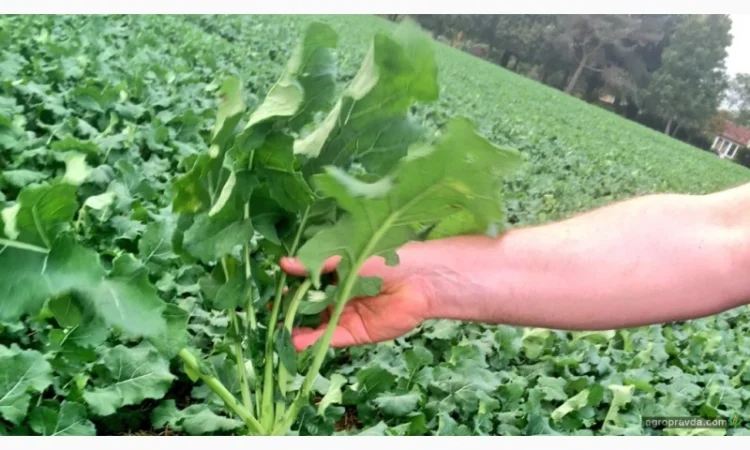 Насіння озимого ріпаку гібрид Грім в продаже - фото № 1