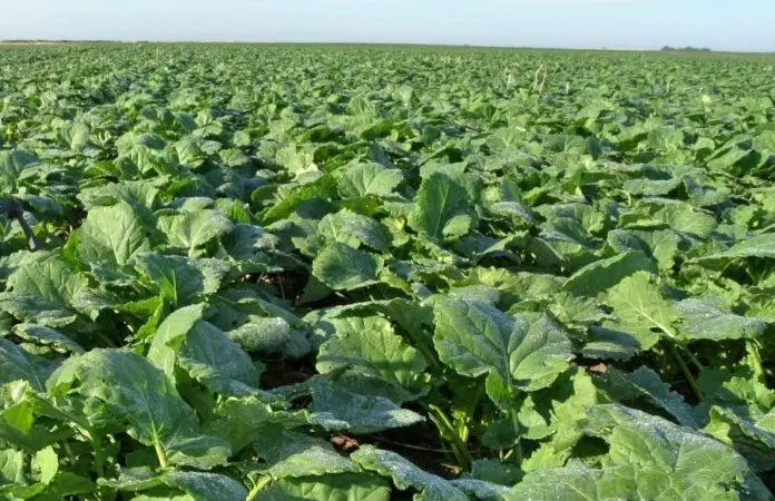 Насіння озимого ріпаку гібрид Маркус у продажу - фото № 1