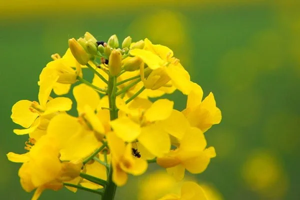 Семена озимого рапса гибрид Халк - фото № 1