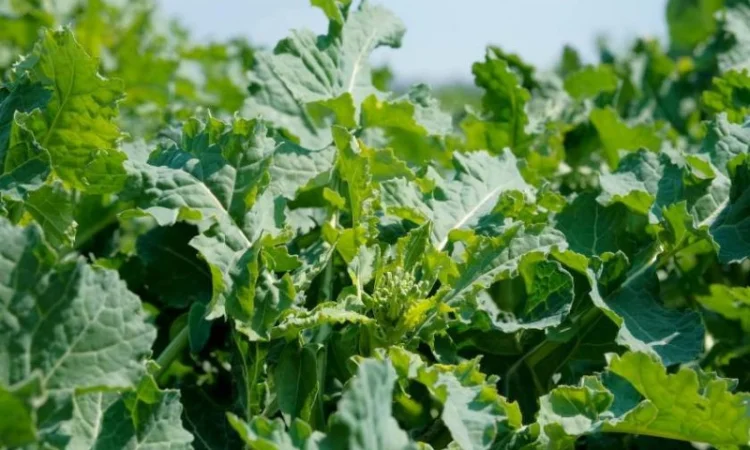 Насіння озимого ріпаку ДК Імарет КЛ від виробника Монсанто - фото № 1