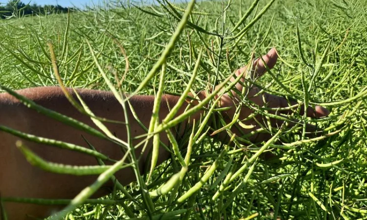 Насіння озимого ріпаку гібрид Блекстоун от ВНІС - фото № 1