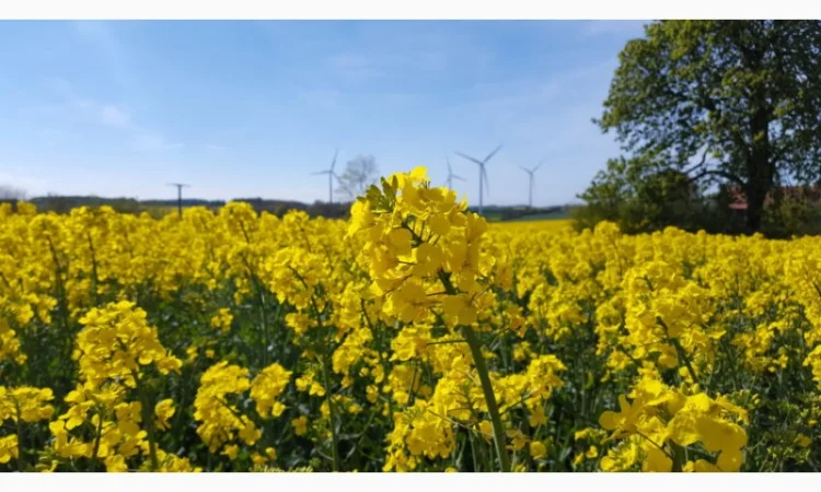 Насіння озимого ріпаку Віолін від Lembke - фото № 1