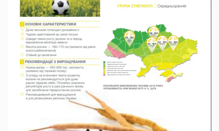 Насіння озимого ріпаку Торес - гібрид від Виробника «Сингента» (Syngenta) - фото № 2