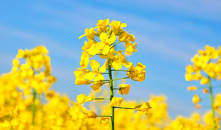 Насіння ріпаку гібрид Гектор (раундап) в продаже - фото № 1