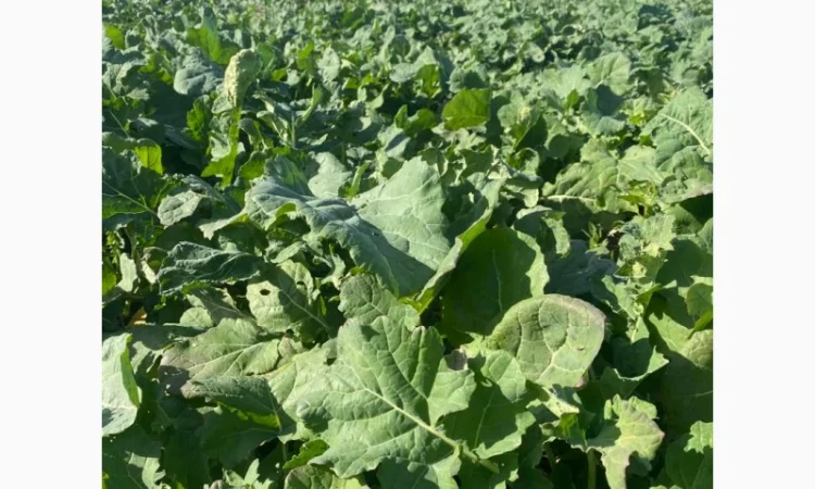 Насіння озимого ріпаку МАРКУС – класичний гібрид - фото № 3