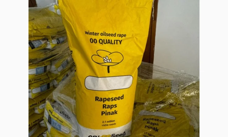 Насіння озимого ріпаку гібрид ТОМ - фото № 2