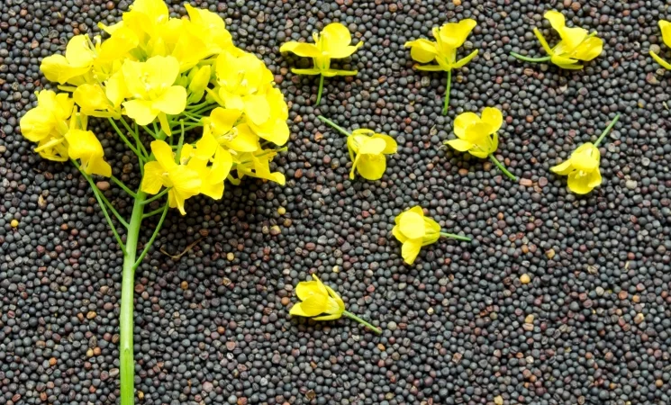 Куплю ріпак - фото № 1