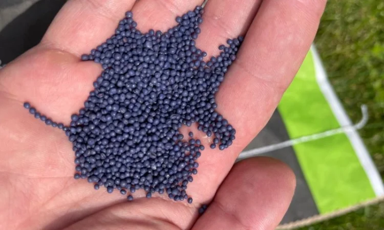 Озимий ріпак AGSEED Аргентина на продаж - фото № 4