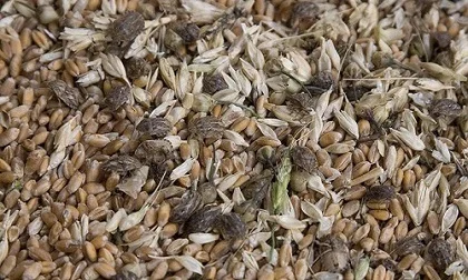 Некондиция и зерноотходы продать дорого - фото № 1