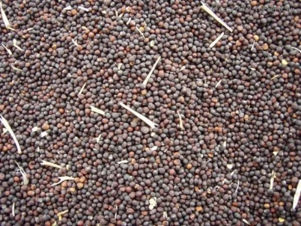 Купуємо ріпак, розрахунок одразу - фото № 1