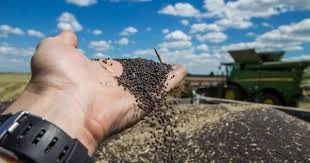 Продам ріпак без ГМО - фото № 1