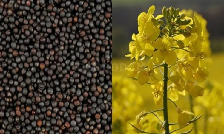 Закупаем рапс и отходы рапса - фото № 1