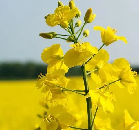 Куплю рапс - фото № 1