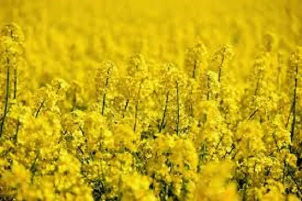 Семена озимого рапса Редстоун - фото № 1