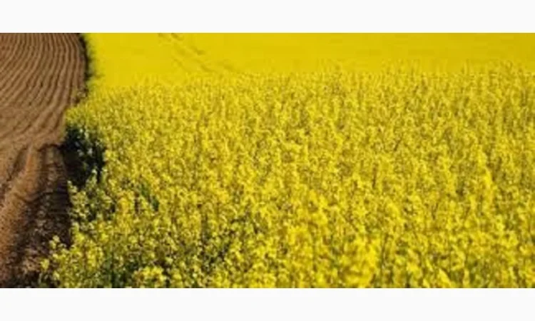 Семена озимого рапса СНЕЖНАЯ КОРОЛЕВА - фото № 1