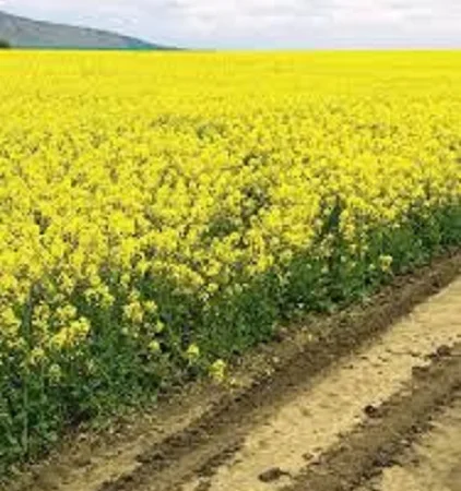 Семена рапса озимого ЧОРНИЙ ВЕЛЕТЕНЬ - фото № 1