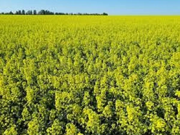 Семена озимого рапса АВЕНТАДОР в продаже - фото № 1