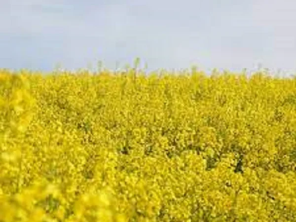 Семена озимого рапса Блекстоун - фото № 1