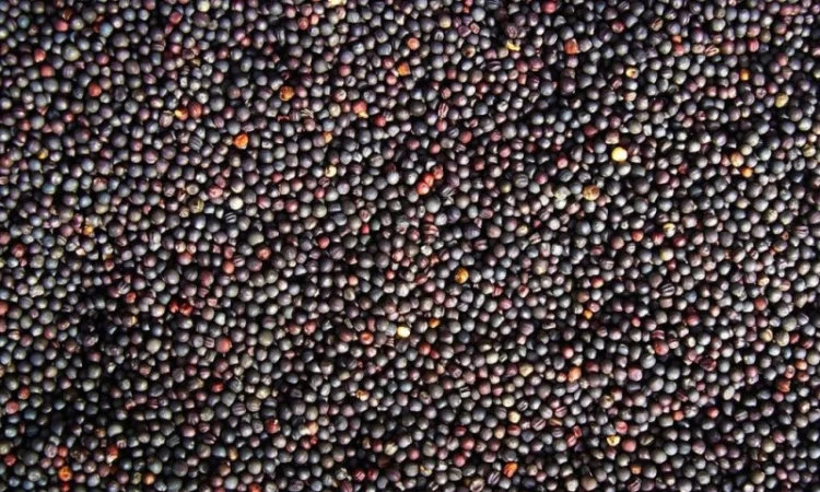 Польская фирма AgroTorg Sp. z o.o. зерно рапса на ЭКСПОРТ - фото № 1