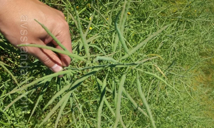 Ріпак озимий(насіння) гібрид Шелбі - фото № 1