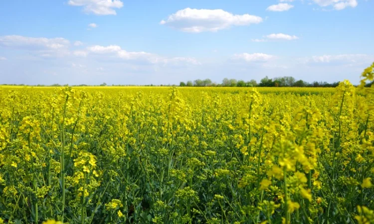 Семена рапса озимого гибрид Маркус, ООО "ТК Арт-Агро", Украина (2022 р.в.) - фото № 1