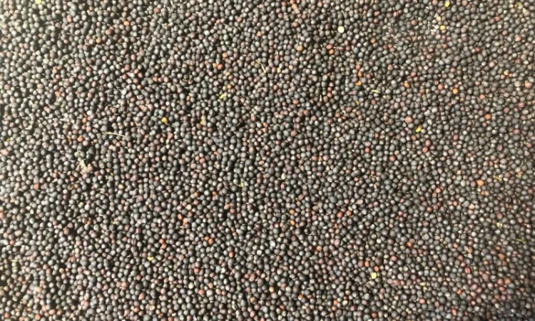 Продам рапс (не ГМО) - фото № 1