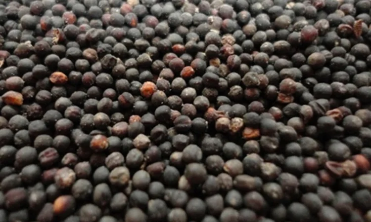 Куплю рапс некондиционный - фото № 1