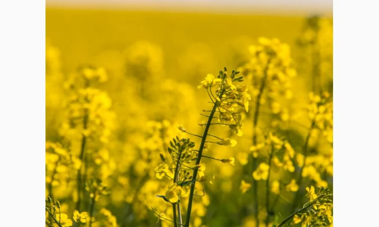 Семена озимого трансгенного рапса двух ядерного сорта - фото № 6