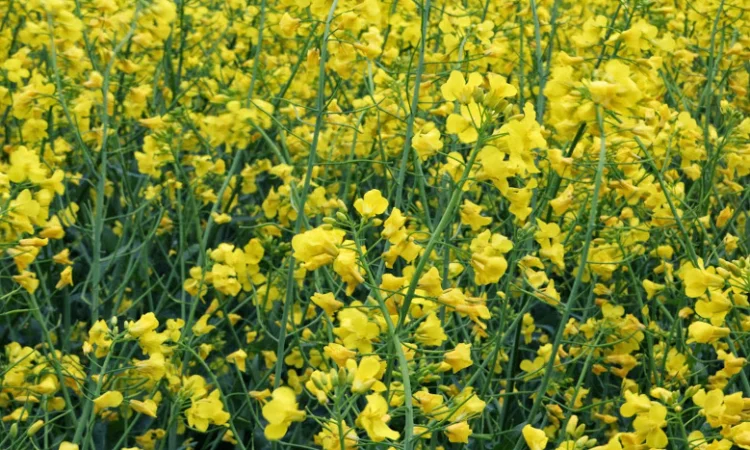 Семена озимого трансгенного рапса двух ядерного сорта - фото № 1