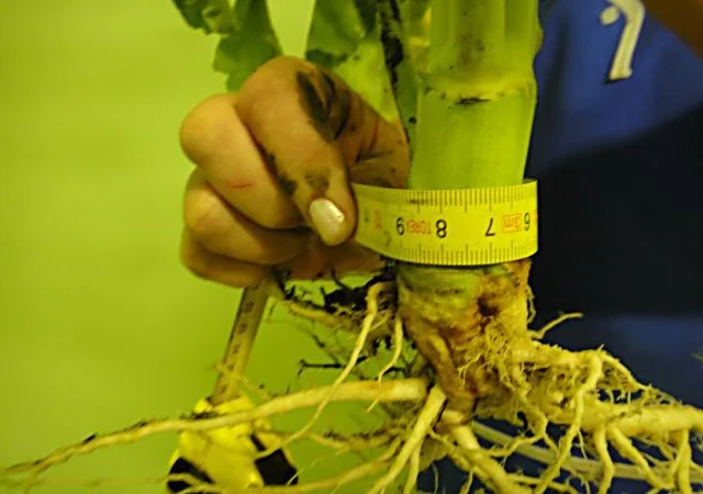 Продас СРОЧНО семена рапса MEDANA F 36 Канадский нано трансгенный озимый гибрид рапса - фото № 2