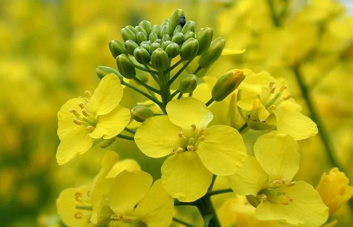 Продас СРОЧНО семена рапса MEDANA F 36 Канадский нано трансгенный озимый гибрид рапса - фото № 4