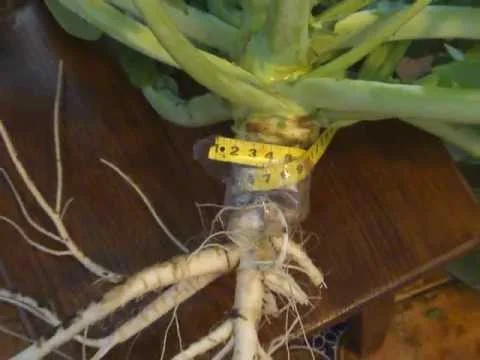 Насіння ріпаку Канадский нанотрансгенный гибрид - фото № 3