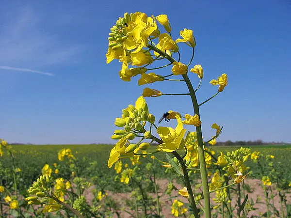 Насіння ріпаку Канадский нанотрансгенный гибрид - фото № 5