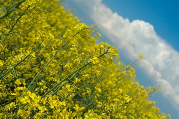 Насіння ріпаку Канадский нанотрансгенный гибрид - фото № 1